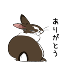 大きなウサギの日常会話スタンプ（個別スタンプ：1）