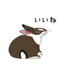 大きなウサギの日常会話スタンプ（個別スタンプ：13）