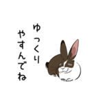 大きなウサギの日常会話スタンプ（個別スタンプ：40）