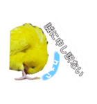 インコのMAXくん3（個別スタンプ：1）
