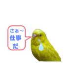 インコのMAXくん3（個別スタンプ：2）