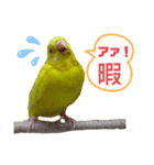 インコのMAXくん3（個別スタンプ：3）