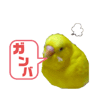 インコのMAXくん3（個別スタンプ：4）