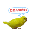 インコのMAXくん3（個別スタンプ：5）