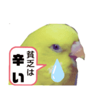 インコのMAXくん3（個別スタンプ：6）