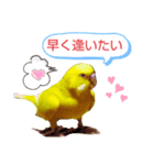 インコのMAXくん3（個別スタンプ：7）