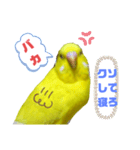 インコのMAXくん3（個別スタンプ：8）