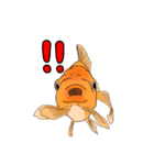金魚りっちー（個別スタンプ：6）