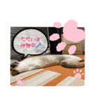 みかんとテンの楽しい毎日2❤️（個別スタンプ：1）