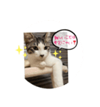 みかんとテンの楽しい毎日2❤️（個別スタンプ：2）