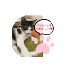 みかんとテンの楽しい毎日2❤️（個別スタンプ：3）