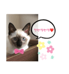 みかんとテンの楽しい毎日2❤️（個別スタンプ：4）