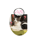 みかんとテンの楽しい毎日2❤️（個別スタンプ：5）