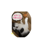 みかんとテンの楽しい毎日2❤️（個別スタンプ：6）