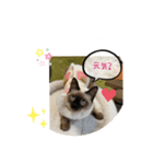 みかんとテンの楽しい毎日2❤️（個別スタンプ：8）