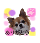 保護犬ゆめ  ～幸せチワワ①～（個別スタンプ：1）