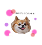 保護犬ゆめ  ～幸せチワワ①～（個別スタンプ：2）