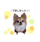 保護犬ゆめ  ～幸せチワワ①～（個別スタンプ：3）