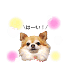 保護犬ゆめ  ～幸せチワワ①～（個別スタンプ：4）