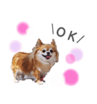 保護犬ゆめ  ～幸せチワワ①～（個別スタンプ：5）