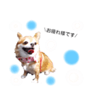 保護犬ゆめ  ～幸せチワワ①～（個別スタンプ：6）