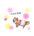 保護犬ゆめ  ～幸せチワワ①～（個別スタンプ：7）
