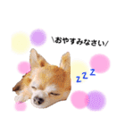 保護犬ゆめ  ～幸せチワワ①～（個別スタンプ：8）