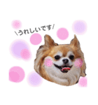 保護犬ゆめ  ～幸せチワワ①～（個別スタンプ：9）