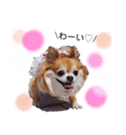 保護犬ゆめ  ～幸せチワワ①～（個別スタンプ：10）