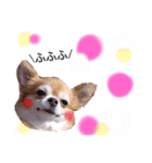 保護犬ゆめ  ～幸せチワワ①～（個別スタンプ：11）