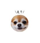 保護犬ゆめ  ～幸せチワワ①～（個別スタンプ：12）