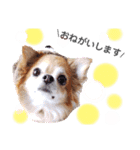 保護犬ゆめ  ～幸せチワワ①～（個別スタンプ：13）