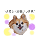 保護犬ゆめ  ～幸せチワワ①～（個別スタンプ：14）