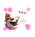 保護犬ゆめ  ～幸せチワワ①～（個別スタンプ：15）