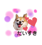 保護犬ゆめ  ～幸せチワワ①～（個別スタンプ：16）