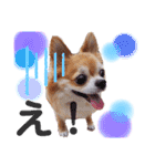 保護犬ゆめ  ～幸せチワワ①～（個別スタンプ：17）
