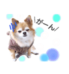 保護犬ゆめ  ～幸せチワワ①～（個別スタンプ：18）