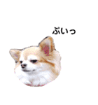 保護犬ゆめ  ～幸せチワワ①～（個別スタンプ：19）