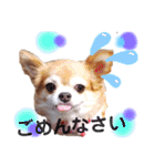保護犬ゆめ  ～幸せチワワ①～（個別スタンプ：20）