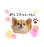 保護犬ゆめ  ～幸せチワワ①～（個別スタンプ：21）