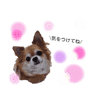 保護犬ゆめ  ～幸せチワワ①～（個別スタンプ：22）