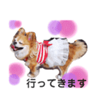 保護犬ゆめ  ～幸せチワワ①～（個別スタンプ：23）