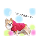 保護犬ゆめ  ～幸せチワワ①～（個別スタンプ：24）