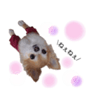 保護犬ゆめ  ～幸せチワワ①～（個別スタンプ：25）