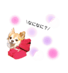 保護犬ゆめ  ～幸せチワワ①～（個別スタンプ：26）