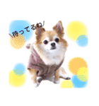 保護犬ゆめ  ～幸せチワワ①～（個別スタンプ：27）