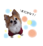 保護犬ゆめ  ～幸せチワワ①～（個別スタンプ：28）
