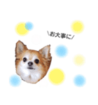 保護犬ゆめ  ～幸せチワワ①～（個別スタンプ：29）