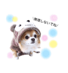 保護犬ゆめ  ～幸せチワワ①～（個別スタンプ：30）