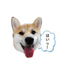 柴犬のつきみちゃん（個別スタンプ：1）